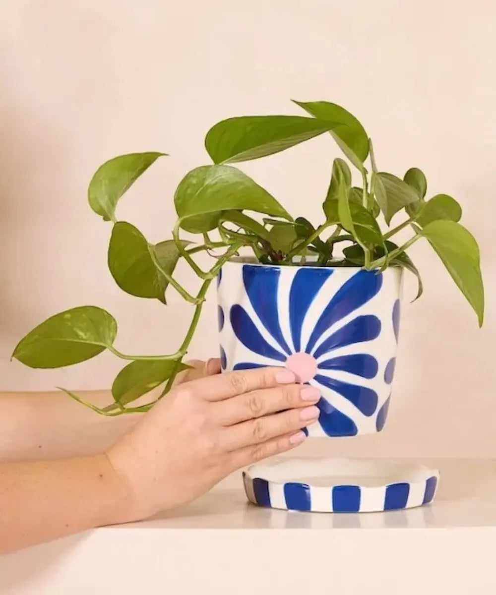 Cache-pot en céramique Lior Fiesta Flor de la marque belge Qué Rico avec une jolie plante